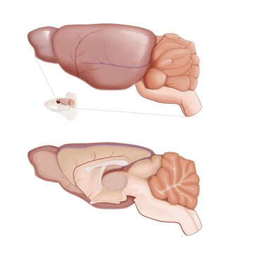 Mouse brain anatomy diagram. Lateral view and sagittal section of the brain. Medical infographic, isaolated on transparent background.