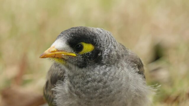 Baby Noisy miner bird screams for food close up slow motion shot
