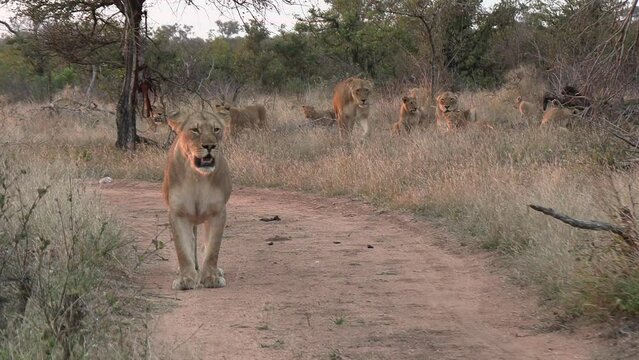 Lioness stands on dirt road with rest of pride behind her in bushland