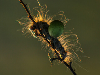 caterpillar