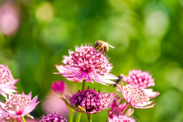 Blossom of the Astrantia. Flowering plant close-up. 