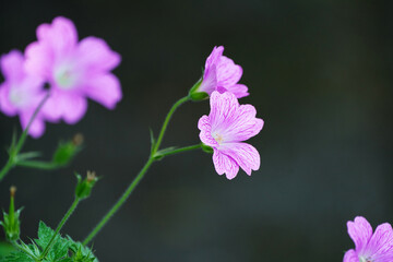 Fototapeta premium Pink cranesbill flowers. Flowering plant close up. Geraniaceae.