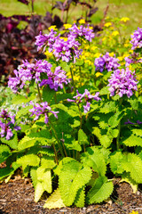 Obraz premium Ziest flowers. Flowering plant close-up. Stachys.