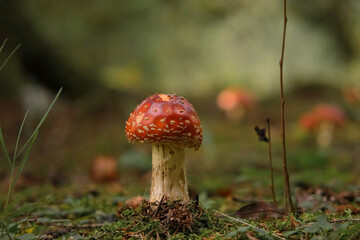 Autumnal background. Amanita muscaria mushroom in a forest. Harvest fungi. Fly agaric, wild poisonous red mushroom against a brown fallen leaves. Fall season. Red-headed hallucinogenic toxic fungus.