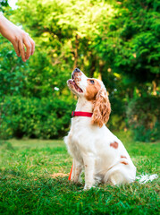 English cocker spaniel puppy sitting in the park. A white dog looks up at the owner's hand. Dog walking and training. The photo is blurred