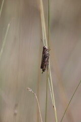 bow-winged grasshopper in a dry grassland