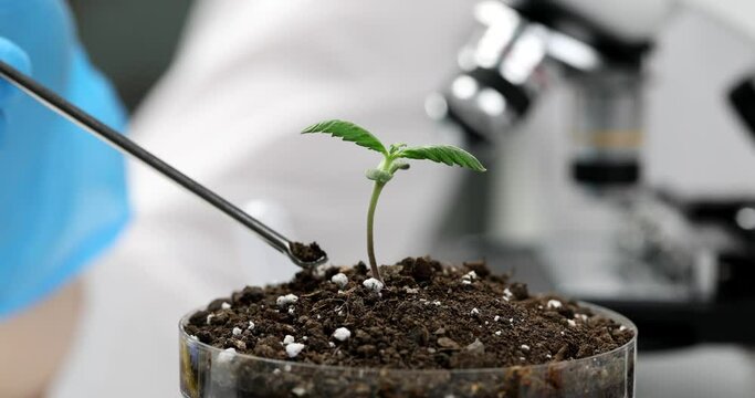 Scientist chemist botanist taking soil sample from petri dish with plant sprout with chemical spoon closeup 4k movie slow motion. Increasing soil fertility and breeding plant varieties concept