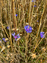 Cornflower