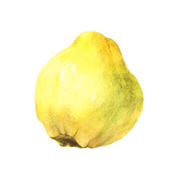 Hand painted watercolor illustration of yellow juicy quince whole ripe fruits. Clipart illustration for sticker, food or drink label, printing. Isolated element on white background.