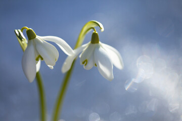 Two snowdrop flowers on a blue snow background, blur, soft focus, bokeh.