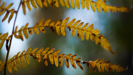 Macro de feuilles de fougère, d'aspect flétri, dans la forêt des Landes de Gascogne