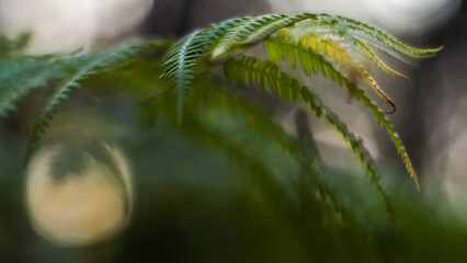 Macro de feuilles de fougère, d'aspect flétri, dans la forêt des Landes de Gascogne