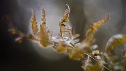 Macro de feuilles de fougère, d'aspect flétri, dans la forêt des Landes de Gascogne