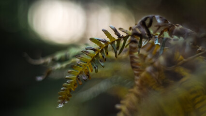 Macro de feuilles de fougère, d'aspect flétri, dans la forêt des Landes de Gascogne