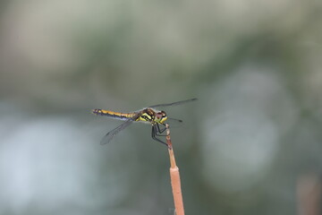 black meadowhawk perched on a little branch