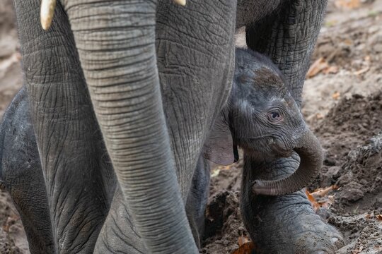 Young African elephant wandering alongside its mother in the wild.