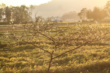 Naklejka premium Caterpillar in a tree