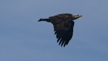 American Bald Eagle,  24November2023