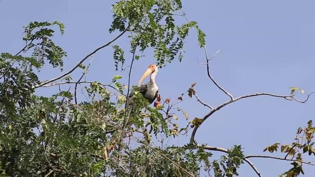 A Painted Stork on Branch