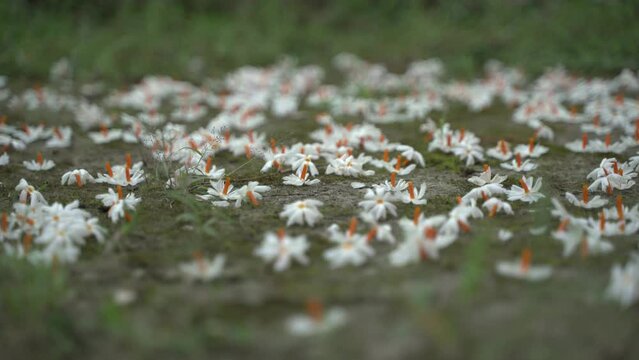 Night jasmine, Seuli or Shefali flower is symbol flower of saradiya or Durga Puja festival in autumn season.