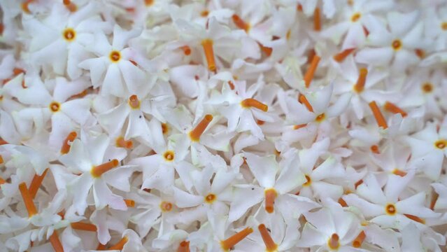 Night jasmine, Seuli or Shefali flower is symbol flower of saradiya or Durga Puja festival in autumn season.