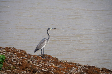 great blue heron