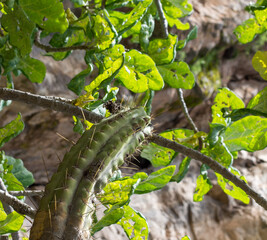 Twisted cactus growing in the wild in the Colca Canyon, Peru. it's searching light.