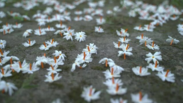 Night jasmine, Seuli or Shefali flower is symbol flower of saradiya or Durga Puja festival in autumn season.