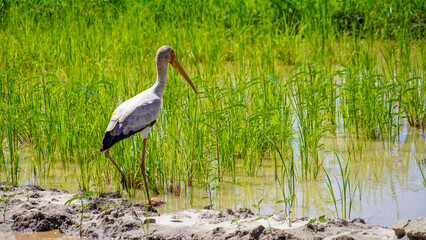 white stork in the grass