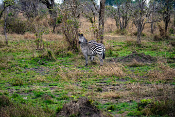zebra in serengeti park