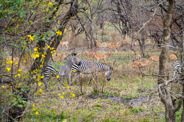 zebra in the serengeti