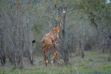 giraffe in the savannah