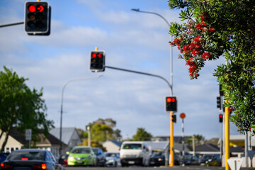 Cars are stopped at red traffic lights at a busy intersection, Pohutukawa trees in full bloom in...
