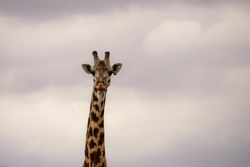 giraffe in the sky