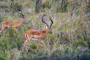 impala in the savannah