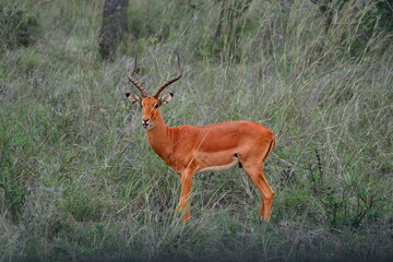 young impala antelope