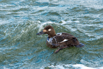 Close-up of a female of the velvet scoter (Melanitta fusca, velvet duck) swimming on water, a big brown sea duck
