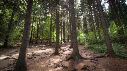 beautiful forest in Rudawy Janowickie in Lower Silesia, Poland - obrazy, fototapety, plakaty