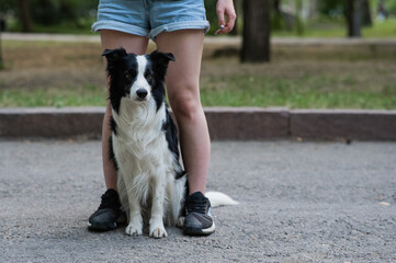 Naklejka na ściany i meble Black and white border collie sits at the legs of the owner on a walk.