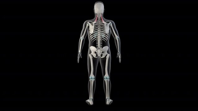 Levator Scapulae Muscles on Whole Human Body