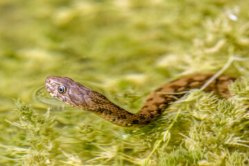 Viperine snake on the surface of a body of water