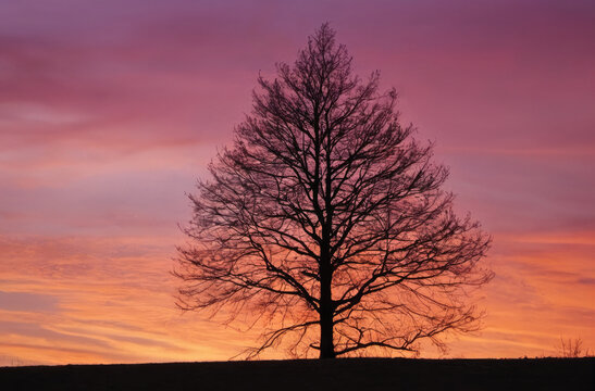 a solitary Christmas tree silhouette against a melting pink sunset. 
