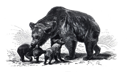 Vintage hand drawn Brown bear illustration with baby or cubs little bear. vintage hand drawing. Brown bear with baby´s  illustration. Wildlife on earth. 