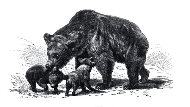 Vintage hand drawn Brown bear illustration with baby or cubs little bear. vintage hand drawing. Brown bear with baby&acute;s  illustration. Wildlife on earth. 