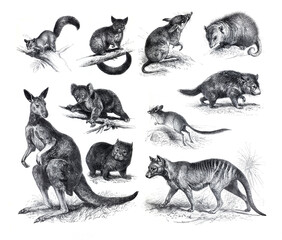 Vintage  hand drawn collection of  animals of Australia like hand drawn kangaroo, koala, kookaburra. Australia wildlife. nice collection of realistic fauna of australia. australia animals collection.