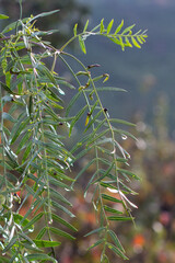 Close up of leaves of Schinus molle, also known as American pepper, Peruvian peppertree, escobilla, false pepper, rosé pepper, molle del Peru, pepper tree, peppercorn tree, California tree.