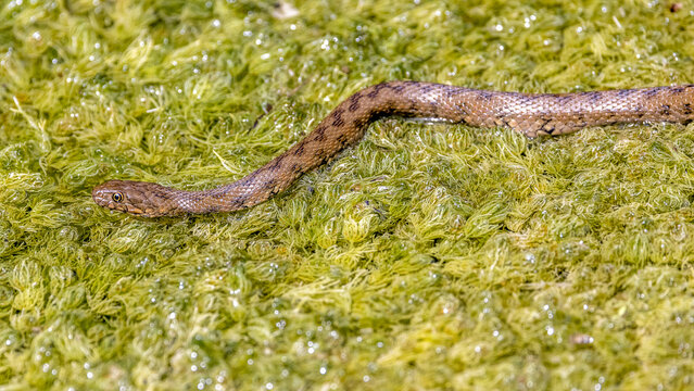 Viperine snake on the surface of a body of water