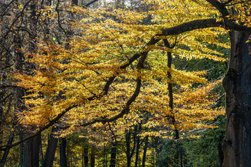 Golden autumn view in famous Munich relax place - Englischer Garten. Munich, Bavaria, Germany