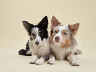 Border Collies showcase their contrasting coats. A black and white and a red merle dogs lie side by side, eyes full of soul