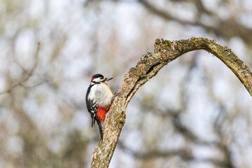 Great spotted woodpecker on a bent branch